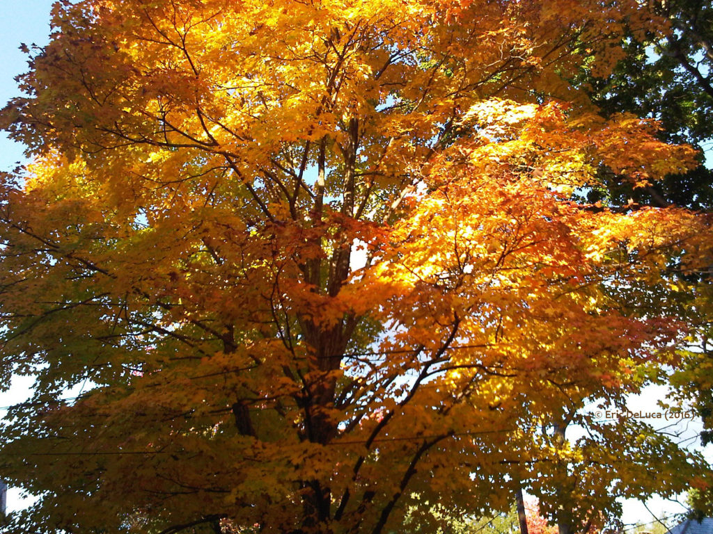 Beauty-in-Changes-Transition